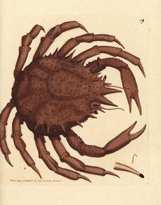Crabe royal de Norvège, Lithodes maja