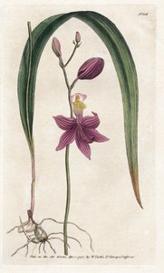 Orchidée: calopogon tubéreux, du Botanical Magazine de William Curtis - James Sowerby