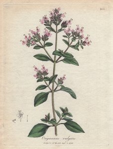 Origan. Gravure à la main d