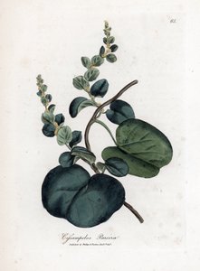 Pareira brava cissampelos, Cissampelos pareira pareira. Gravure à la main d
