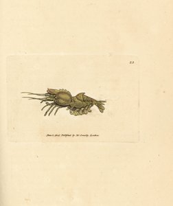 Crevette perroquet, Spirontocaris spinus - James Sowerby