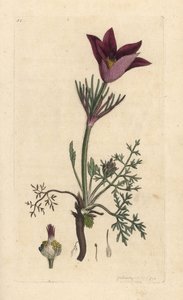 Anémone pulsatille, Anemone pulsatilla. Gravure à la main en couleur d
