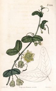 Fleur de la passion, Passiflora biflora - James Sowerby