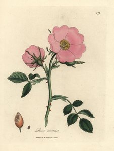 Églantier rose avec cynorrhodon, Rosa canina