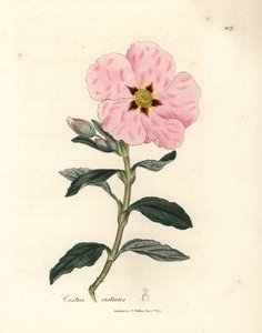 Ciste crétois à fleurs roses, Cistus creticus - James Sowerby