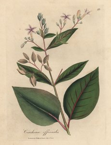Cinchona officinalis