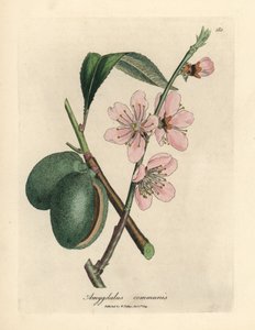 Amandier à fleurs roses, Amygdalus communis - James Sowerby