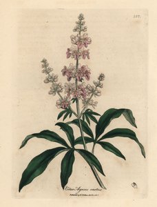 Arbre chaste à fleurs roses, Vitex agnus castus - James Sowerby