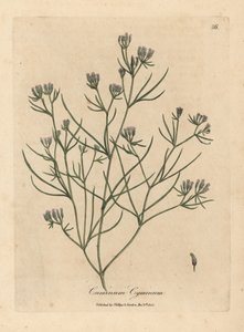 Cumin à fleurs roses, Cuminum cyminum - James Sowerby