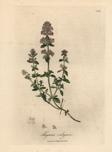Thym de jardin à fleurs roses, Thymus vulgaris