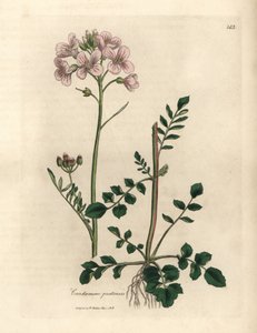 Cardamine des prés à fleurs roses, Cardamine pratensis