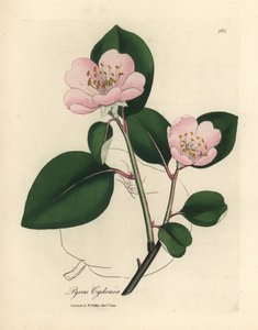 Cognassier à fleurs roses, Pyrus cydonia - James Sowerby