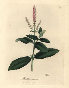 Mentha viridis - James Sowerby