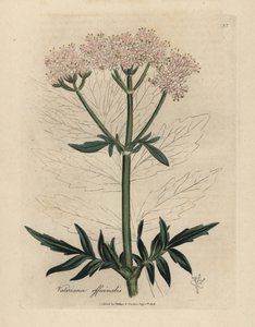 Valériane à fleurs roses, Valeriana officinalis