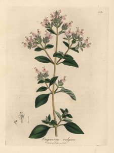Marjolaine sauvage à fleurs roses, Origanum vulgare