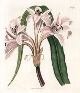 Lys rose variété - Lys trompette rose rayé, Crinum latifolium (Crinum de Moluques, Crinum moluccanum). Gravure à la main en couleur par Weddell d