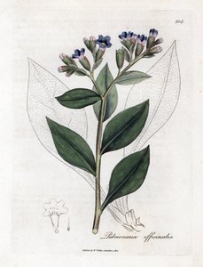 Pulmonaire officinale - Pulmonaire, Pulmonia officinalis. Gravure à la main en couleur d