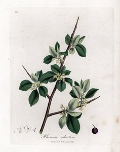 Nerprun purgatif - Nerprun purgatif, Rhamnus catharticus. Gravure sur cuivre coloriée à la main d