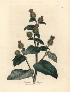 Bardane à fleurs pourpres, Arctium lappa