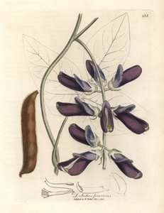 Dolique à fleurs pourpres, Dolichos pruriens