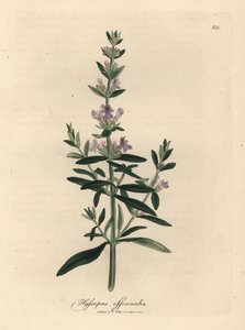 Hysope à fleurs pourpres, Hyssopus officinalis