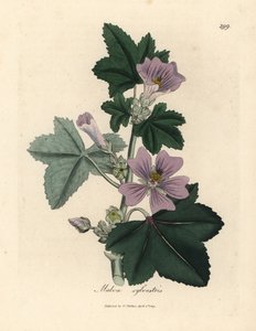Mauve à fleurs pourpres, Malva sylvestris - James Sowerby