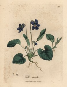 Violette odorante à fleurs pourpres, Viola odorata - James Sowerby