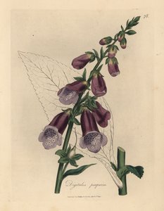 Digitalis purpurea