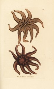Astérie pourpre, Solaster endeca - James Sowerby