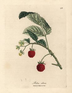 Framboisier avec fruits mûrs et fleurs jaunes, Rubus idaeus