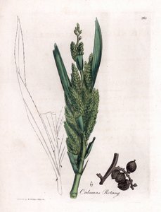 Palmier rotin - Canne de rotin, Calamus rotang