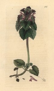 Lamier pourpre, Lamium purpureum Gravure sur cuivre coloriée à la main d