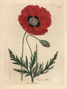 Coquelicot rouge, Papaver rhoeas - James Sowerby