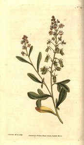 Réséda odorant, illustration botanique de James Sowerby du Botanical Magazine de William Curtis