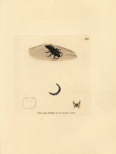 Staphylin dilaté, Velleius dilatatus - James Sowerby