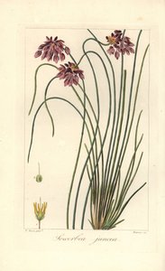 Lys de ruée, Sowerbaea juncea, originaire d