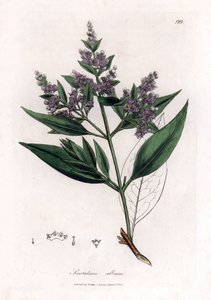Bois de santal - Bois de santal indien, Santalum album - James Sowerby