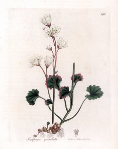 Saxifrage granulée - Saxifraga granulata. Gravure à la main d