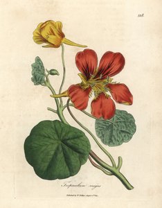 Grande capucine à fleurs écarlates et jaunes, Tropaeolum majus