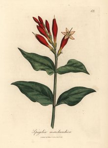 Spigélie du Maryland à fleurs écarlates, Spigelia marilandica - James Sowerby