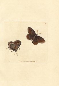Argus écossais, Erebia aethiops - James Sowerby