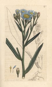 Aster maritime, Tripolium pannonicum subsp. tripolium
