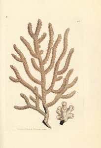 Gorgone, espèce de Gorgonia