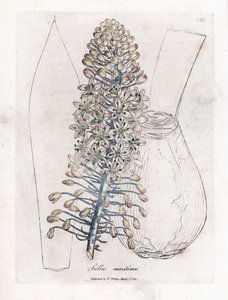 Scille maritime - Drimia maritima. Gravure à la main d