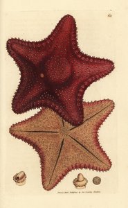 Étoile de mer, Hippasteria phrygiana