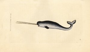 Narval, Monodon monoceros - James Sowerby