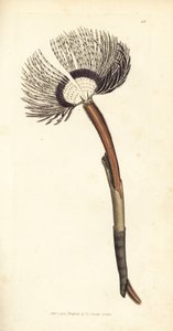 Ver de mer, Amphitrite ventilabrum - James Sowerby