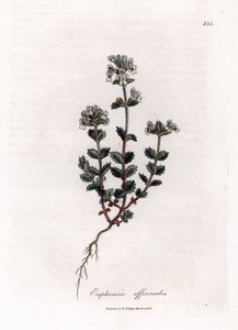 Euphraise officinale - Euphrasia officinalis. Gravure à la main d