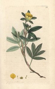 Potentille arbustive, Dasiphora fruticosa ou Potentilla fruticosa (Potentille frutescente ou potentille arbustive). Gravure à la main d