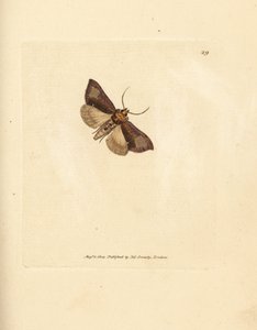 Thysanoplusia orichalcea (Phalaena Noctua aerifera) - James Sowerby